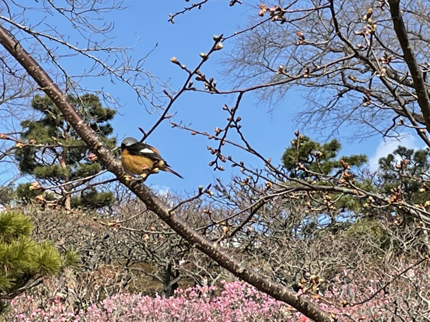 梅の花 コラム 共和印刷